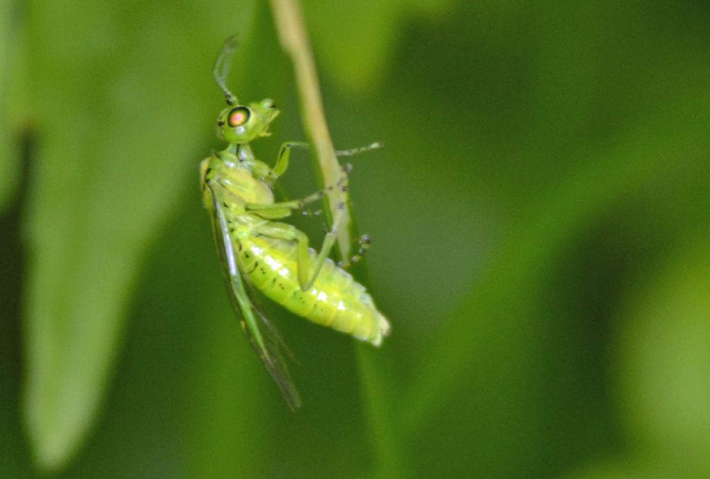 Rhogogaster punctulata, Tenthredinidae